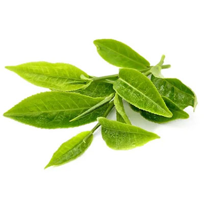green-tea-essential-oil.jpg