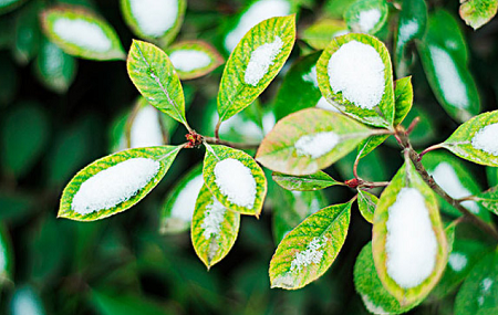 El papel del petróleo esencial de Wintergreen en cuidado de la piel y medicinal.